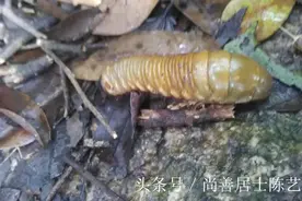 深山里面遇到不知名的大虫！图片