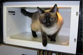 不敢想象：狠心主人把猫扔进微波炉加热，太残忍了图片