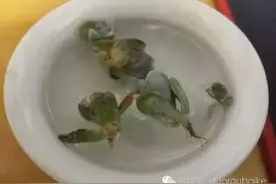 度夏临近尾声，给养多肉的你一点信心！图片