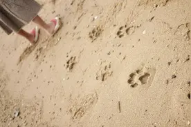 沙滩出现大猩猩脚印，你知道怎么回事吗？图片