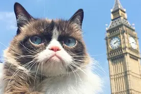 英国网红臭脸猫，出书拍电影粉丝围堵，享受明星级待遇图片