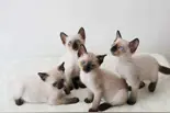 关于暹罗猫的详细介绍资料图片