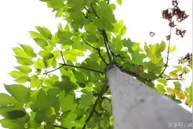 梧桐一叶落，天下尽知秋，梧桐的故事图片