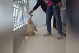 训练金毛空中接物，还有幕后花絮，很搞笑图片