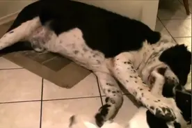 小狗在狗爸面前各种调皮，狗爸直接忽视，这才是对待熊孩子的绝招图片