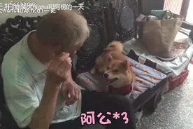 呆萌柴犬与爷爷之间的互动，简直智商爆表好吗，竟然懂得喊阿公图片