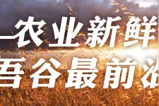 猪场母猪的淘汰与更新图片