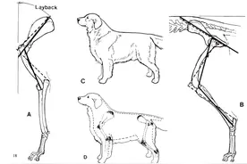 金毛界圣经《金毛寻回猎犬蓝皮书》（三）图片