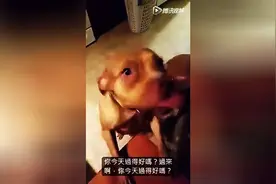 狗狗兴奋迎接主人回家，当主人问谁咬坏我裤子时，狗狗竟然跑了视频封面