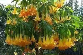 单主干的花树，美得小编只想马上养几颗图片