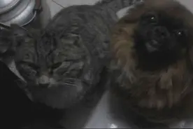 猫吃狗奶长大，狗猫母子8年不离不弃图片