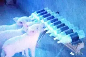 保育仔猪，在70日龄怎样达到70斤？原来该这么管理！图片