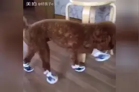 狗狗穿上鞋子走路好萌好萌的，这姿势，我是看一次笑一次图片