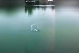 这鱼是不是有灵性 居然自己游回来视频封面