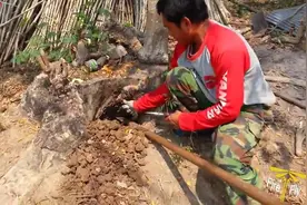 男子在地头的树桩下拽出来一条毒蛇，直接打掉牙齿，玩了半天！图片