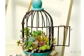 魅力无穷的鸟笼组合盆栽，你会喜欢的图片