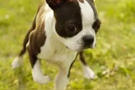 宠物《吉娃娃》领养详解图片