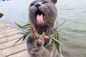 喵星人这一脸贱贱的表情绝了：主人，你绑我绑的太松了图片
