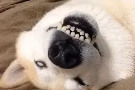 狗狗翻白眼大赛，柴犬简直是花式翻白眼界的一股泥石流图片