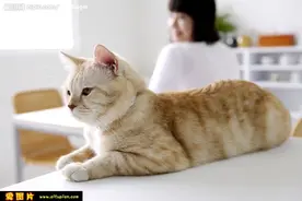 养宠物有何风水讲究？图片