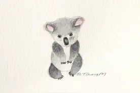 懒懒的树袋熊图片