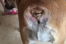 斗牛犬尾巴太短卡肉肉里了，导致局部溃烂。图片