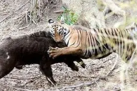 森林之王打猎看似神不守舍，这头山猪却没有撑过十分钟图片