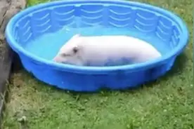 小猪见到水就撒开欢的玩起了  谁说小猪都很不爱干净图片