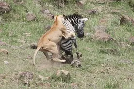 失去母斑马庇护的小斑马遭狮子袭击，弱肉强食的自然结局！图片