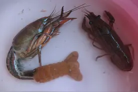 影响小龙虾脱壳的因素图片