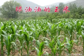 农家媳妇真实记录山里人的生活图片