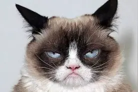 你的猫砂买对了吗？猫砂该怎么买？这里有份史上最全猫砂指南图片