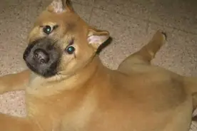土狗为什么不受重视 中华最古老的家犬—中华田园犬图片