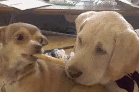 午夜奇趣GIF：一脸懵逼系列图片