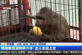 短尾猴当宠物养六年 主人主动上交视频封面
