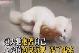 猫咪不知道怎么了，抱着自己的小鱼玩偶疯狂的踢了起来视频封面