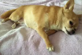 看见主人过来，小萌汪也一脸不以为然的样子，朕很累了朕要睡觉图片