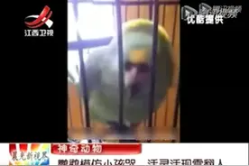 鹦鹉模仿小孩哭，活灵活现雷翻人