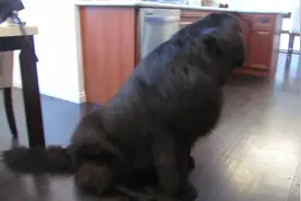 狗狗跟小女孩捉迷藏玩，狗狗一处处搜寻！有这样的狗狗真是幸福！图片