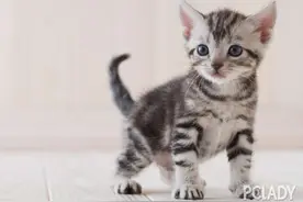 猫厕所的一些注意事项图片