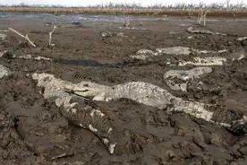 巴拉圭北部遭遇干旱 数千条鳄鱼被困淤泥饿死图片