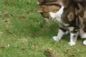 猫咪抓到一只老鼠，想玩一会，结果老鼠趁机逃跑，被猫咪抓住咬死图片
