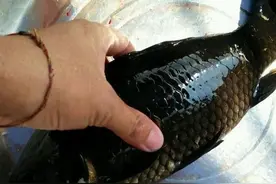 环境污染太严重，鲤鱼都成黑的了，怎么办图片