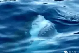 深海恐惧症，这些图表示“遭不住”。图片