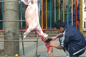 山羊母子生离死别的场面令生意兴隆的羊汤馆关掉图片