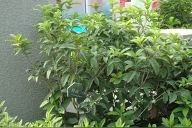西安世园会回眸（四）花图片