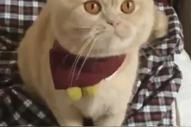 喂猫咪吃糖，吃着吃着就摆臭脸不理人，主人一脸懵逼图片