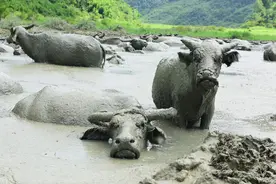 湖北上百水牛避暑洗“黄泥浴”图片