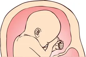 话说胎盘：生命对根的情意图片