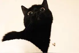我是皂叔，我为黑猫正名图片